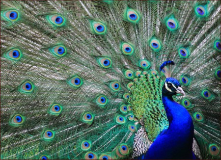 H-268 Pavo Real